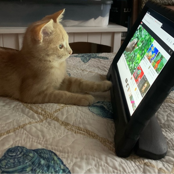 Live now! CCTreasureChest $3 Starts Like to be notified. Clothes, Jewelry Plus! - Picture 5 of 12